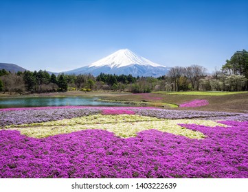 Fuji Flower Festival Near Fuji Five Lakes, Japan