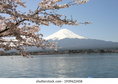 Fuji Mountain And Lake In Background With Sakura In Foreground