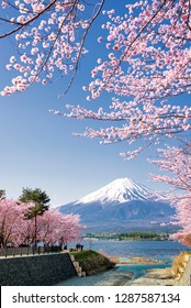 Fuji Mountain And Pink Sakura Branches At Kawaguchiko Lake