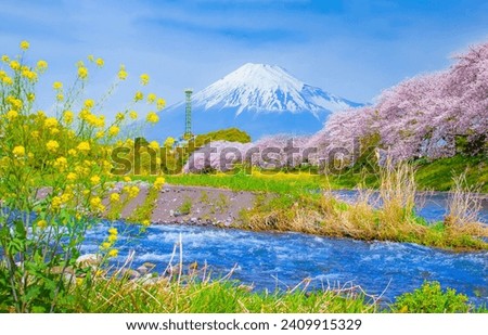 Fuji mountain and Sakura trees along Uruigawa River in springtime, Fujinomiya, Shizuoka