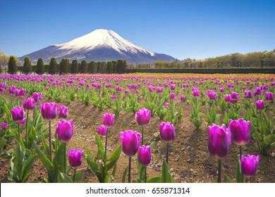 Fuji Mountain and Tulip Field at Hananomiyako Flower Park, Yamanakako Lake, Japan