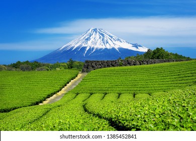 Fuji Mountains And Green Tea Plantation In Shizuoka, Japan.