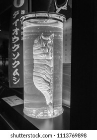 Fukuoka /Japan - Apr 6, 2015 :  Dead Giant Isopod In Glass Tube At Marine World Umino-nakamichi