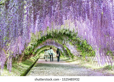 FUKUOKA, JAPAN - MAY 10, 2017 : Tourists Walking In Wisteria Tunnel At Kawachi Fuji Garden (Fukuoka, Japan)