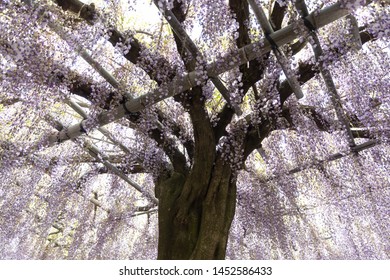 Fukuoka, Japan - May 3, 2019 : single big Wysteria floribunda tree at Kawachi Fuji Wisteria Garden.