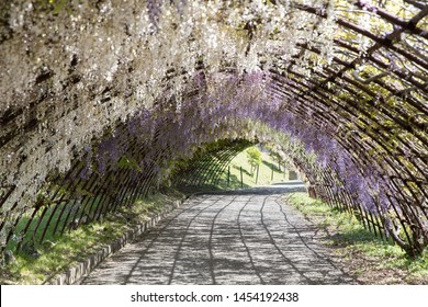 Fukuoka, Japan - May 3, 2019 : the beautiful tunnel of Wysteria floribunda flower at Kawachi Fuji Wisteria Garden.