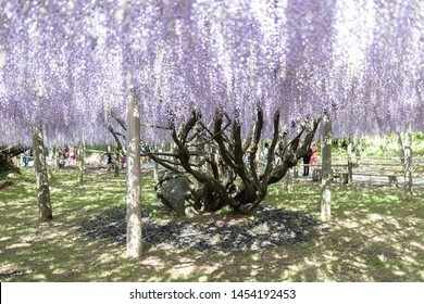 Fukuoka, Japan - May 3, 2019 : big Wysteria floribunda tree at Kawachi Fuji Wisteria Garden.