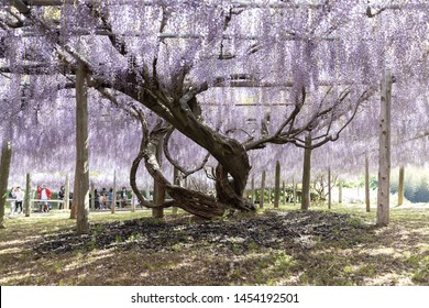 Fukuoka, Japan - May 3, 2019 : single big Wysteria floribunda tree at Kawachi Fuji Wisteria Garden.