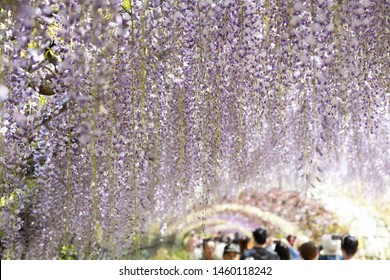 Fukuoka, Japan - May 3, 2019 : selective focus of the beautiful Wysteria floribunda flower tunnel at Kawachi Fuji Wisteria Garden.