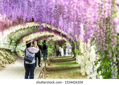 FUKUOKA, JAPAN - MAY 8, 2017 : Woman Traveler Taking Photos Of Wisteria Tunnel At Kawachi Fuji Garden (Fukuoka, Japan)