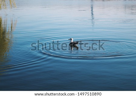 Similar – duck ice skating Water