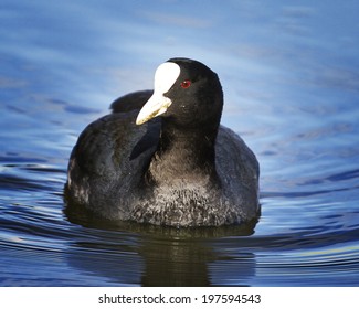 Fulica Atra,duck,mallard,