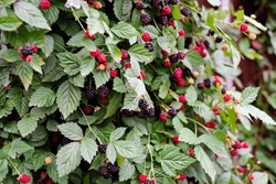 Full Background Homegrown Ripe And Ripening Blackberry Fruit With Lush Green Leaves At Vertical Growing Home Garden Near Dallas, Texas, America. Organic Berries Bush Grows Against Wooden Fence