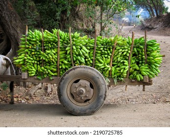 Full Banana Cart In Nicaragua                               