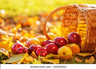 Full basket of red juicy organic apples with yellow leaves on autumn outdoors with soft sun backlit. Good harvest of apples in fall. Thanksgiving holiday concept.
