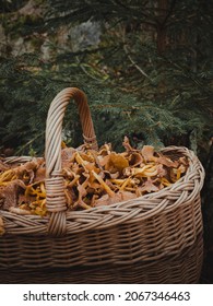A full basket of yellow mushroom chantarelles in the forrest