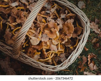 A full basket of yellow mushroom chantarelles in the forrest