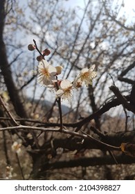 apricot flower are in full bloom.