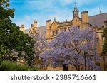 Full bloom of beautiful purple Jacaranda in Sydney University Campus