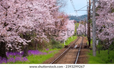 Full bloom cherry blossom sakura with railway of Keifuku Tram in Kyoto, Japan 