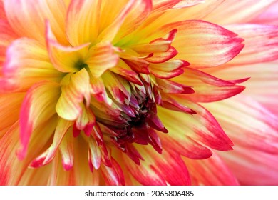 The full bloom marble colored Dahlia flower head (Close up flower head macro photograph)