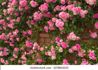 Full bloom of Pretty Pale Pink Climbing Roses background. Beautiful Sweet Rambling Rose Flower (Rosa Super Fairy, Mannington Mauve Rambler) pattern in Uminonakamichi garden ,Fukuoka , kyushu ,Japan. - Shutterstock ID 1078854353
