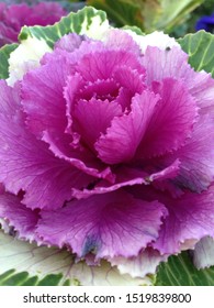 Full bloom of purple cabbage flower