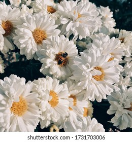 Full Bloom Shasta Daisies Mid Summer Stock Photo 1731703006 | Shutterstock