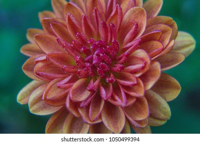 Full bloomed macro