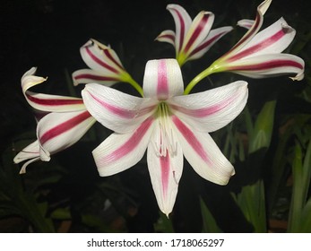 555 Red crinum lily Images, Stock Photos & Vectors | Shutterstock