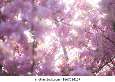 Spring Images Stock Photos Vectors Shutterstock