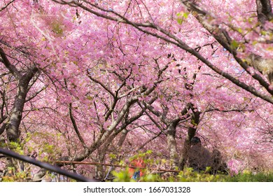 Full Blooming Matsuda Sakura Festival In Kanagawa,japan