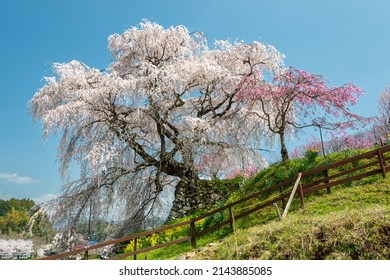 Full Blooming Of Three Hundred Year Old Cherry Tree In Uda City, Nara, Japan