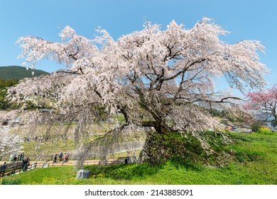 Full Blooming Of Three Hundred Year Old Cherry Tree In Uda City, Nara, Japan