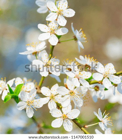 Similar – Blossom pear tree in white flowers