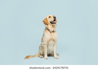 Full body adorable lovely purebred golden retriever Labrador dog be alone isolated on plain pastel light blue color wall background studio portrait. Taking care about animal pet, canine breed concept - Powered by Shutterstock