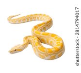 Full Body Albino Burmese Python With Brilliant Yel Isolated On White Background