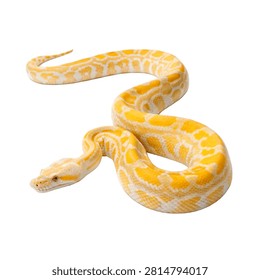 Full Body Albino Burmese Python With Brilliant Yel Isolated On White Background