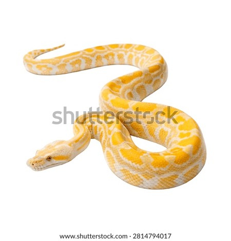 Full Body Albino Burmese Python With Brilliant Yel Isolated On White Background