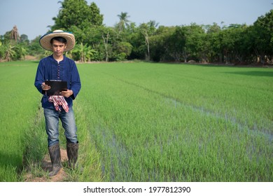 The Full Body Of Asian Farmer Man Wear Traditional Costume Standing And Holding Paper Board At A Green Rice Farm