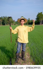 The Full Body Of Asian Farmer Man Wear Yellow Shirt Standing And Holding Sickle Tool At A Green Rice Farm