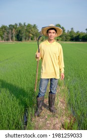 The Full Body Of Asian Farmer Man Wear Yellow Shirt Standing And Holding Sickle At A Green Rice Farm