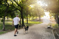 Full Body Back View Of Unrecognizable Male Owner Strolling With Dog On Leash On Path In Park With Trees On Summer Day