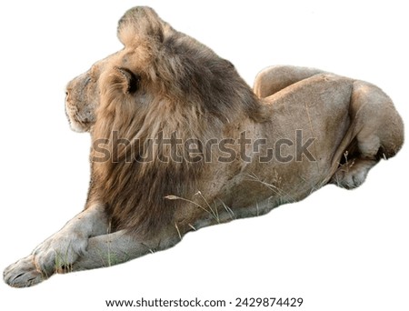 full body big male lion with big manes relaxing in the grass with its paws criss cross on eachother, isolated on white