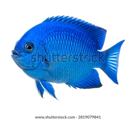 A Full Body Blue Devil Damselfish Fish Ultra Real Isolated On White Background