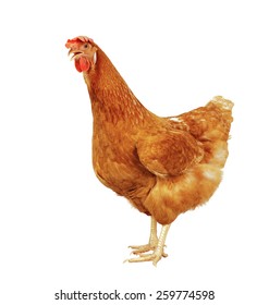 Full Body Brown Chicken Hen Standing Stock Photo (Edit Now) 259774598