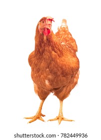 Full Body Brown Chicken Hen Standing Stock Photo (Edit Now) 782449936 ...