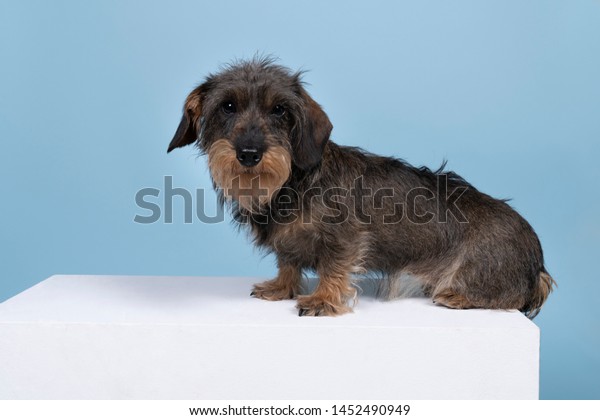 blue wire haired dachshund