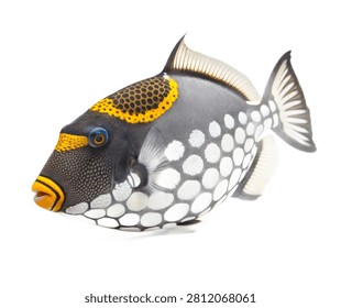 A Full Body Clown Triggerfish With A Dramatic Blac Isolated On White Background