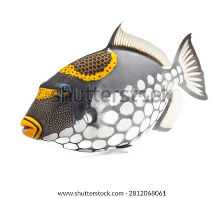 A Full Body Clown Triggerfish With A Dramatic Blac Isolated On White Background